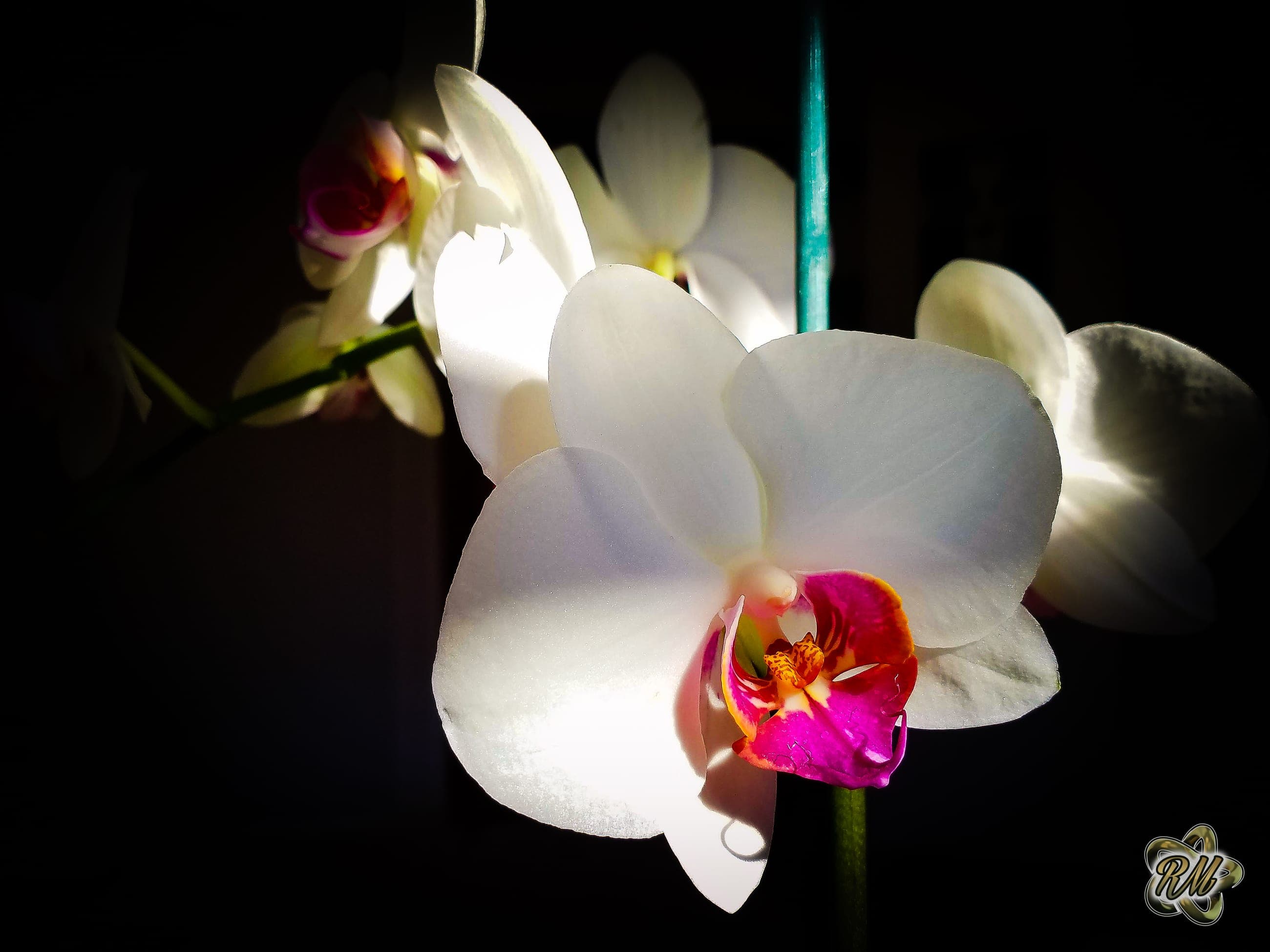 Backlit white orchid bloom with a magenta-and-gold center