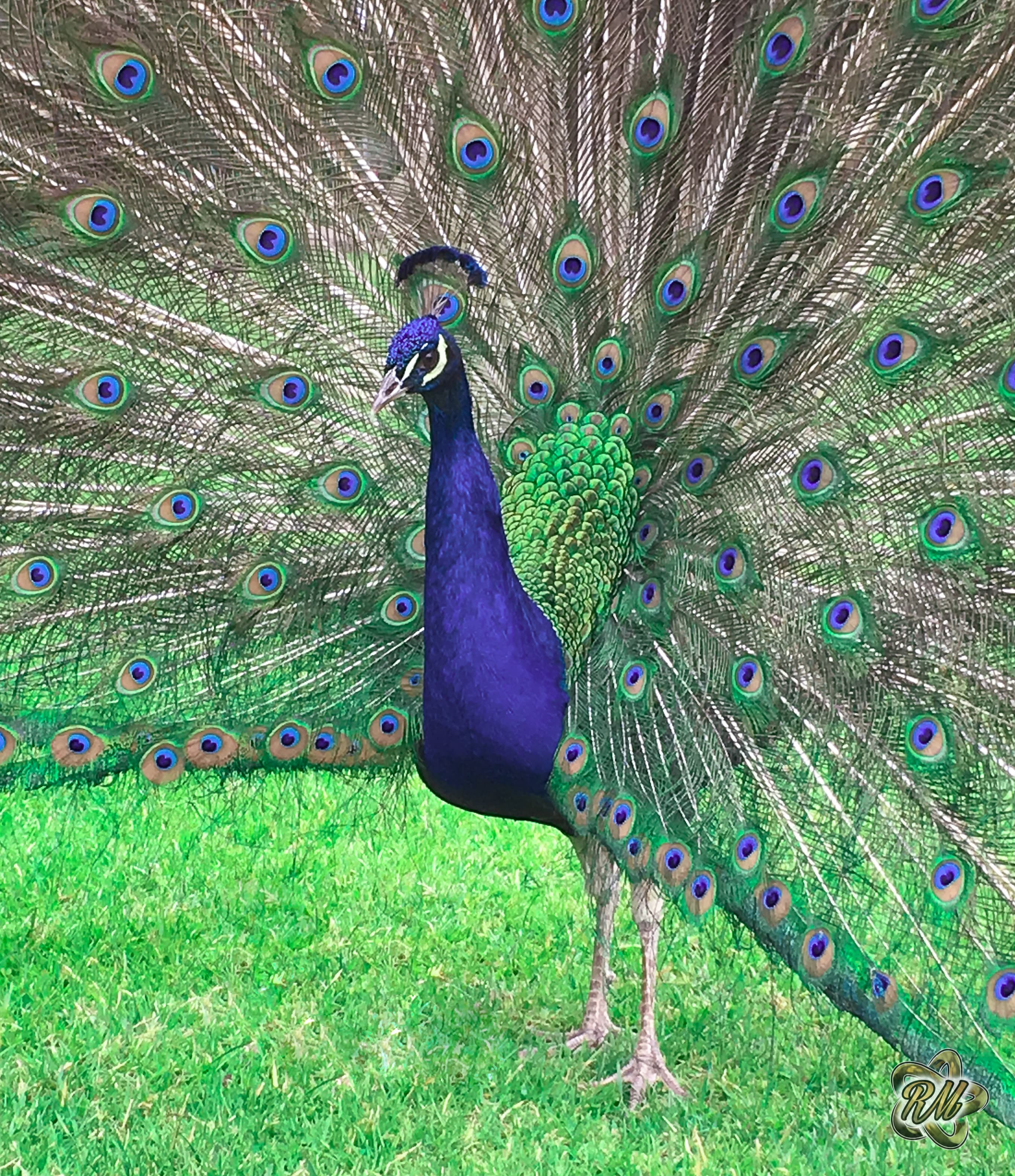 Peacock fanning iridescent tail feathers