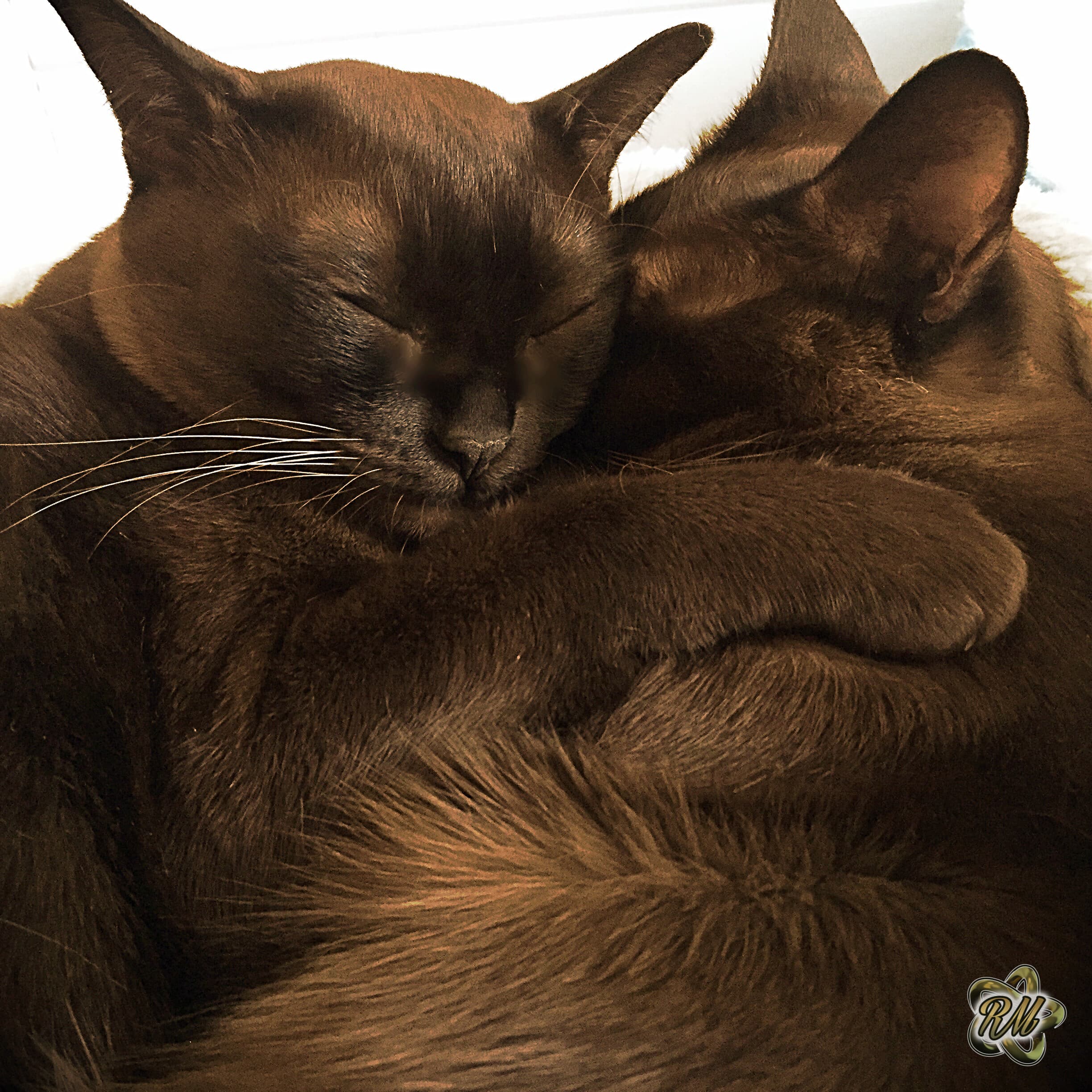 Two cats curled together asleep
